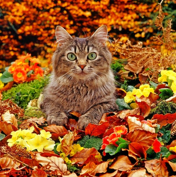 Осенний кот