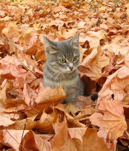 Кошки осенью