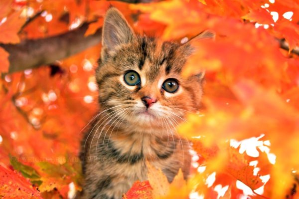 Осенний котенок