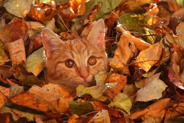 Котик в листве