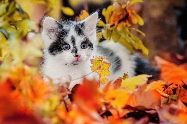 Котенок в осенней листве