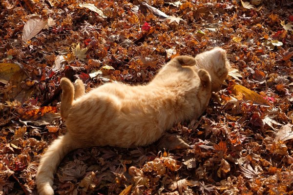 Рыжий кот осень