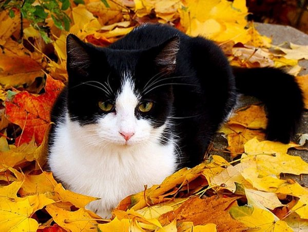Белая кошка и осень