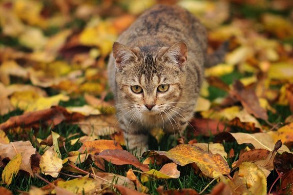 Кошка осень