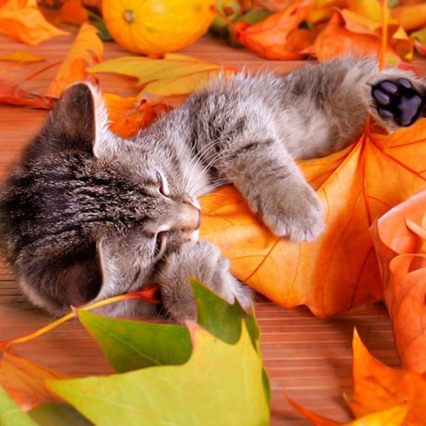 Осенний кот