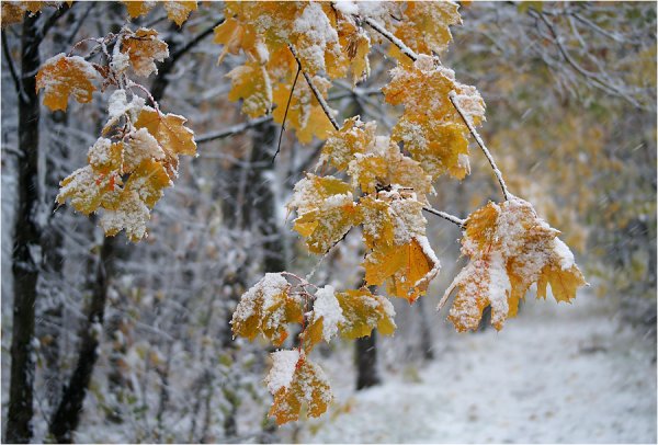 Клен заиндевелый