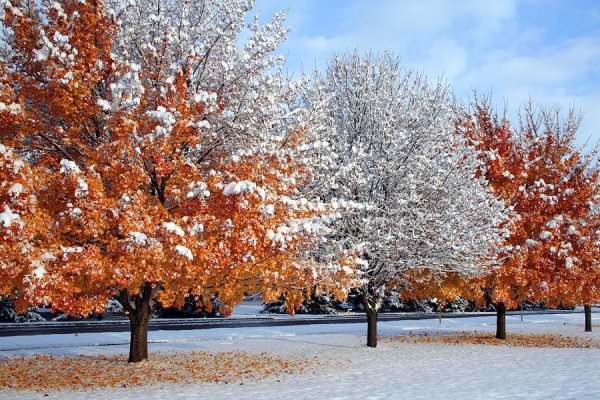 Деревья осенью и зимой