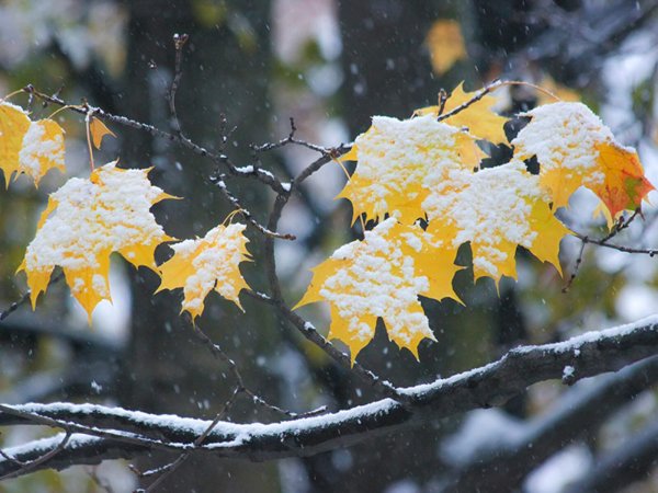 Кленовые листья в снегу