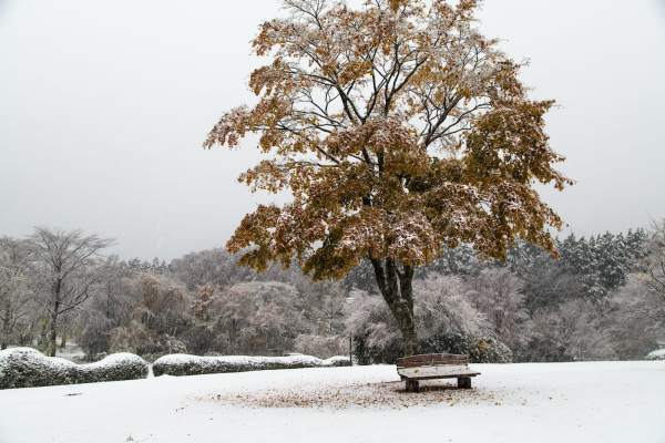 Клен остролистный зимой