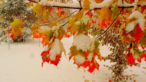 Клен в снегу