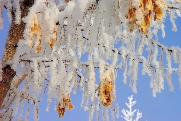 Пушистый иней на деревьях