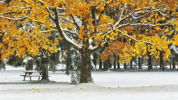 Осенние деревья под снегом
