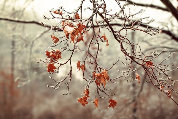 Клен сахаристый зима