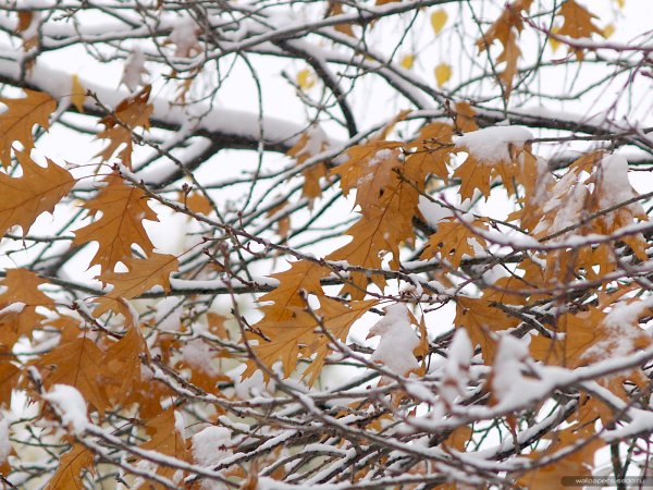 Канадский клен зимой