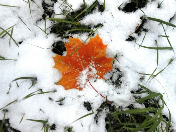 Листья в снегу