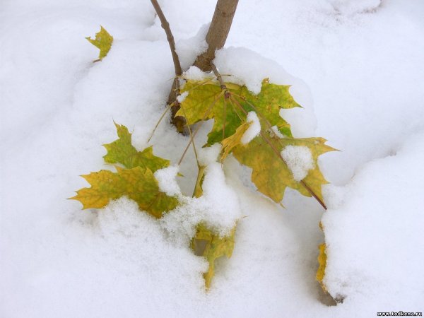 Клен в снегу