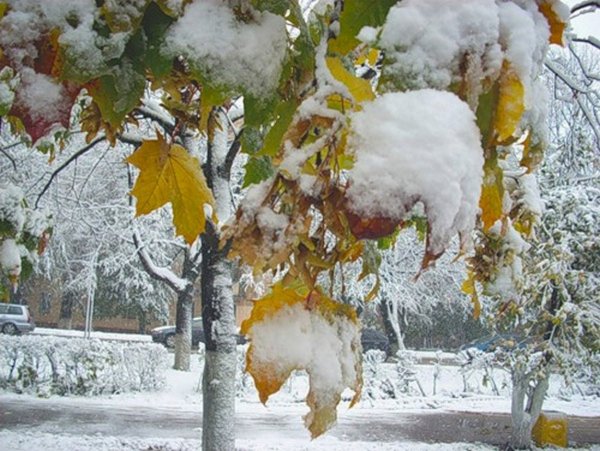 Клён опавший заледенелый