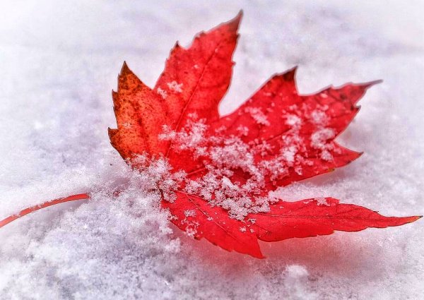 Осенние листья в снегу