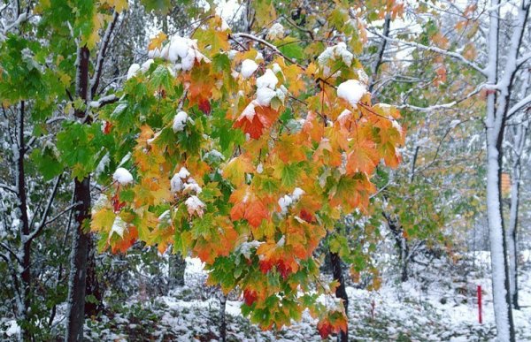 Заноябрило ноябрем и декабрем задекабрило
