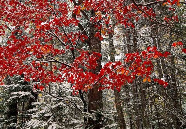 Деревья в снегу