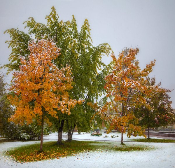 Деревья в ноябре