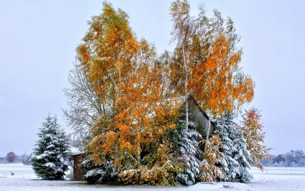 Осень переходящая в зиму