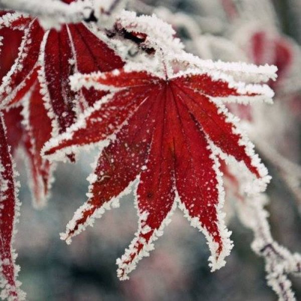 Осенние листья в снегу