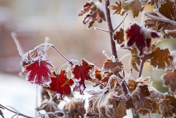 Клен заледенелый