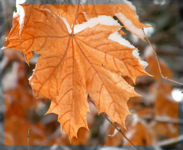 Клен в снегу