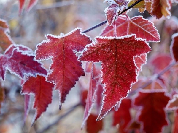 Зимние листья