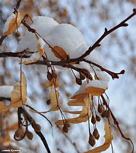 Липа мелколистная зимой