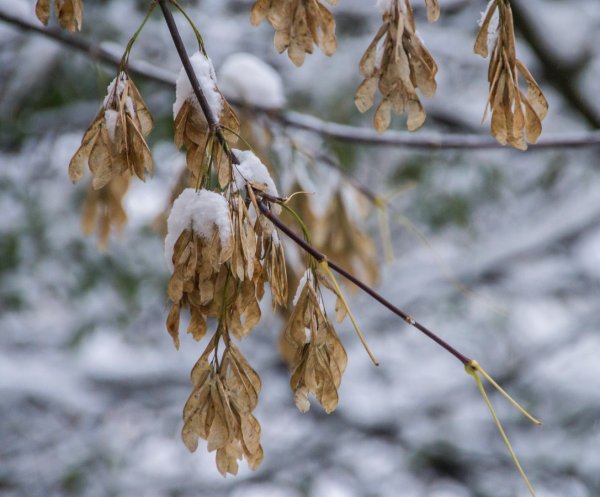 Клен ясенелистный зимой