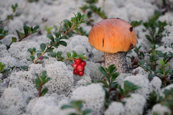 Грибы из под снега