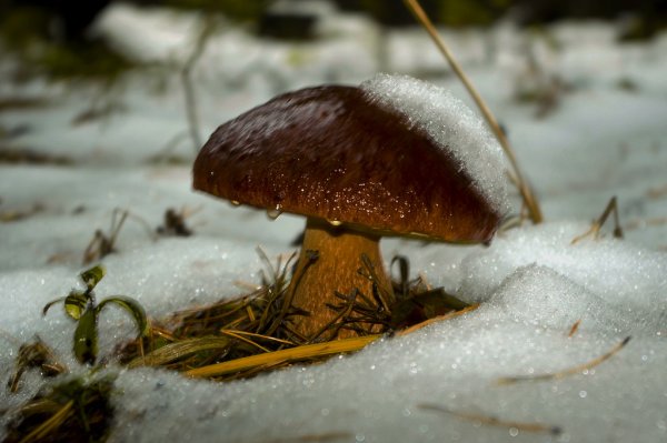 Сон под грибами