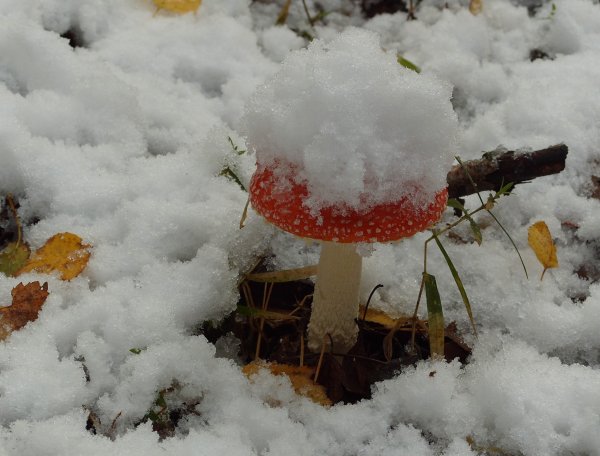Грибы зимой