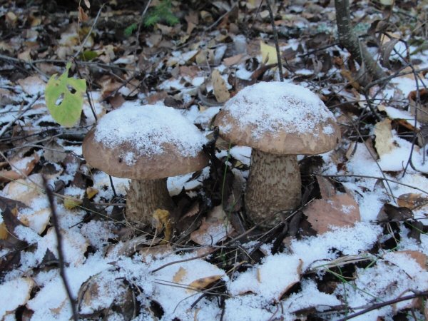 Грибы в снегу