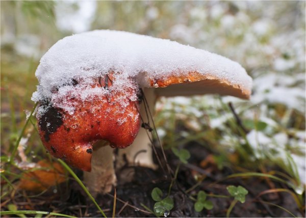 Белые грибы в снегу