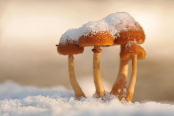 Макросъемка зима грибы