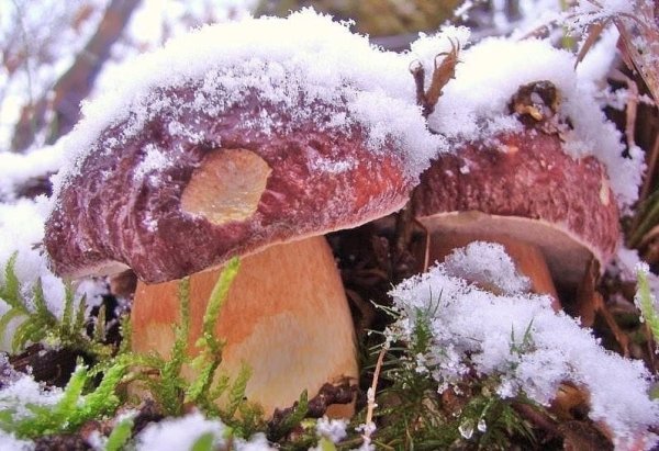 Грибы под снегом