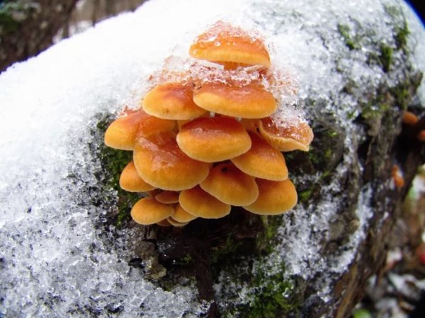 Фламмулина бархатистоножковая