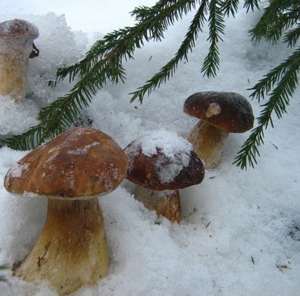 Грибы зимой