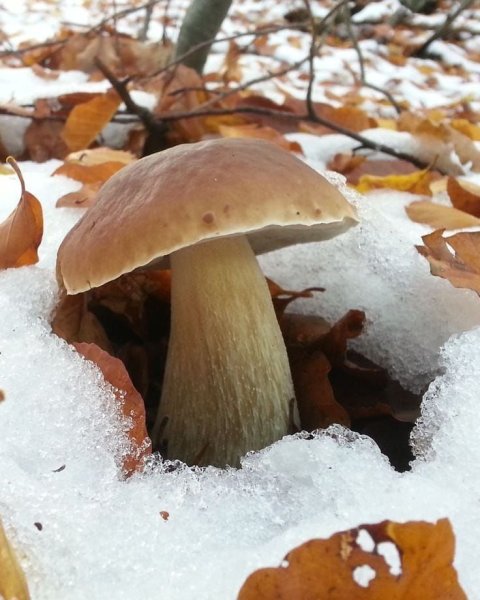 Грибы под снегом