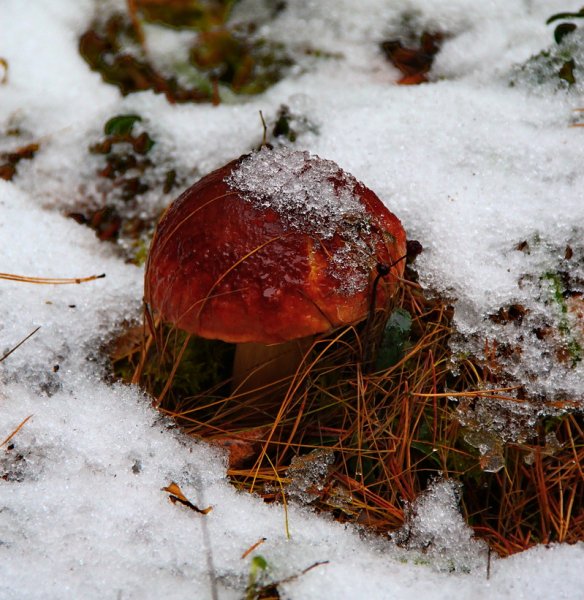 Грибы зимой