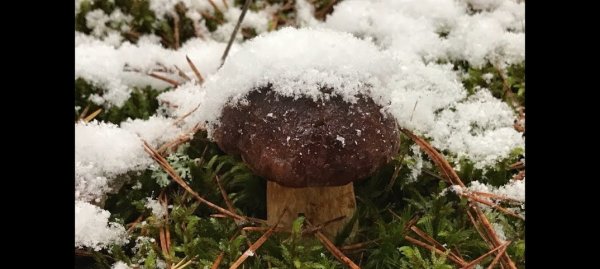 Боровики под снегом