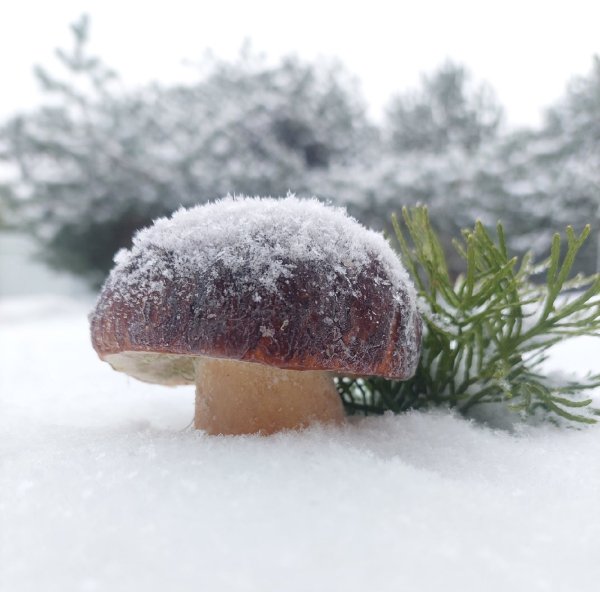 Грибы в ноябре в Ленинградской области