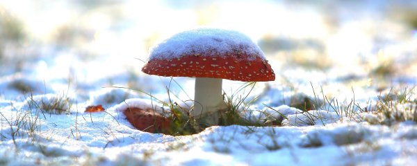 Мухомор красный из под снега