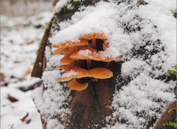 Зимний опенок фламмулина в зимнем лесу