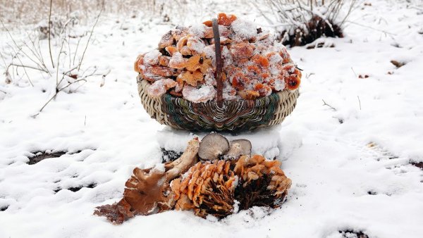 Грибы в снегу
