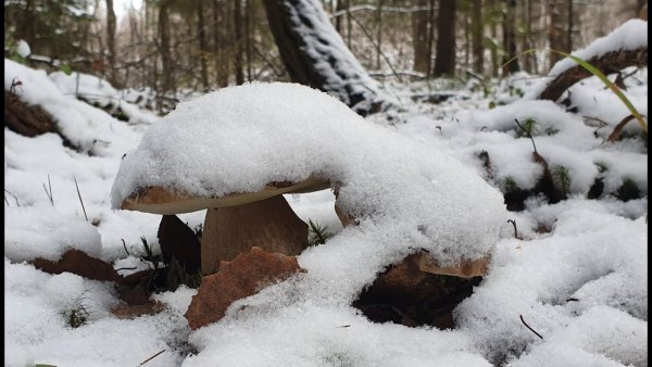 Грибы растущие под снегом