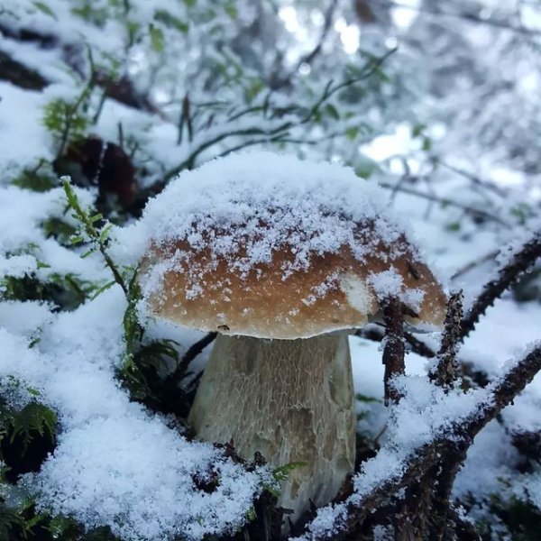 Грибы под снегом